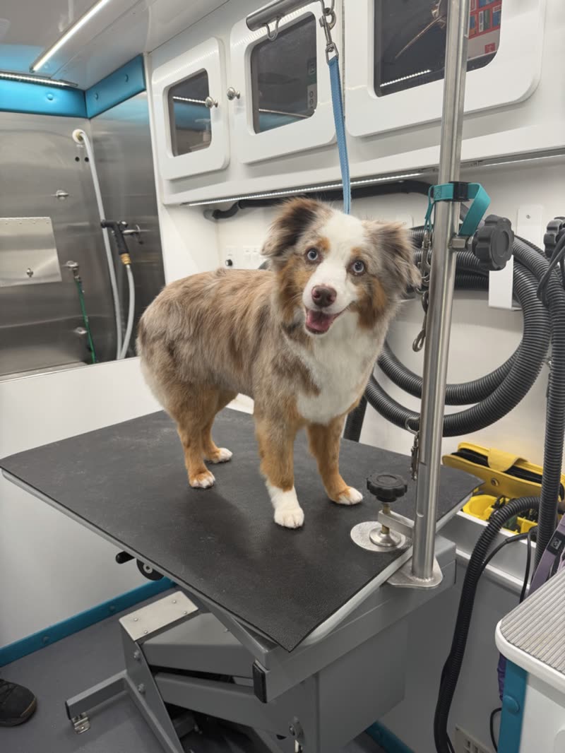 A merle Australian Shepherd on the grooming table with the mobile van's cabinets and equipment behind it