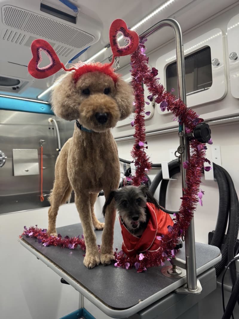 A groomed poodle in a heart-shaped headband posed with a small dog in a red outfit on the van table