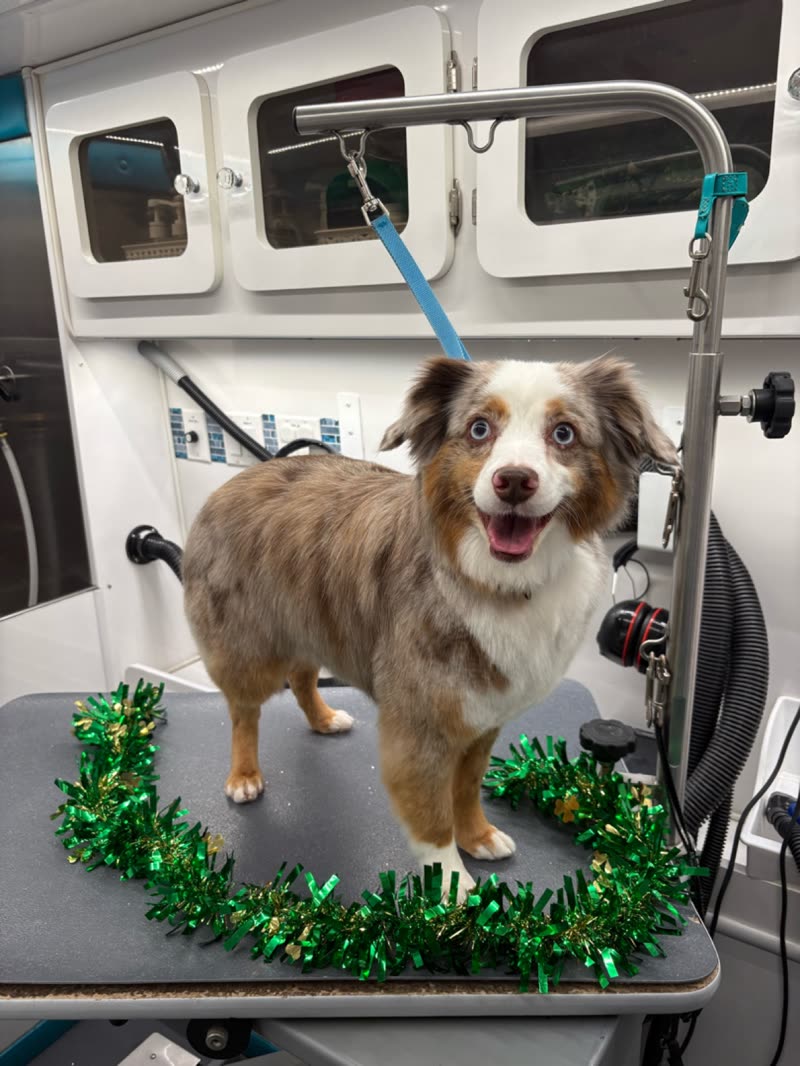 A merle Australian Shepherd on the van's grooming table with a green tinsel wreath