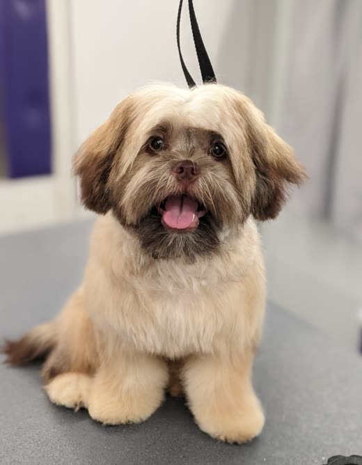 A Shih Tzu sitting on the grooming table after a full groom, coat blow-dried and trimmed