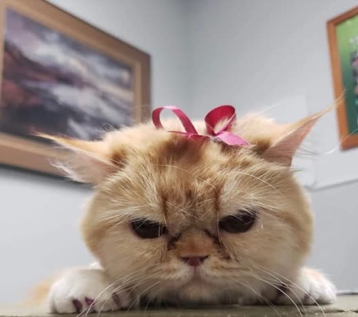 A fluffy cream Persian cat with a pink bow in its fur
