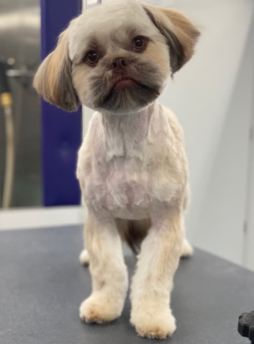 A small dog with a short body clip and full face and ear furnishings
