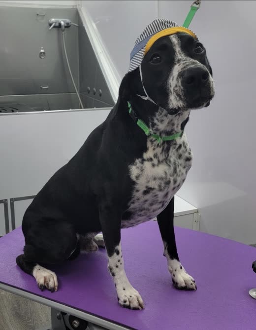 A black-and-white spotted hound sitting on a purple grooming mat