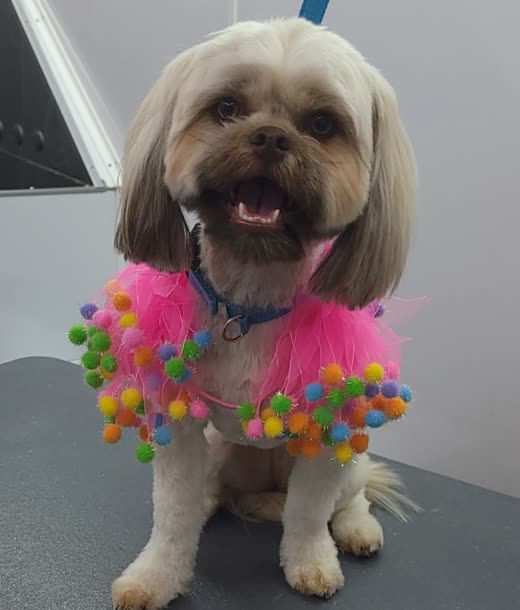 A groomed Shih Tzu wearing a colourful pom-pom and feather collar